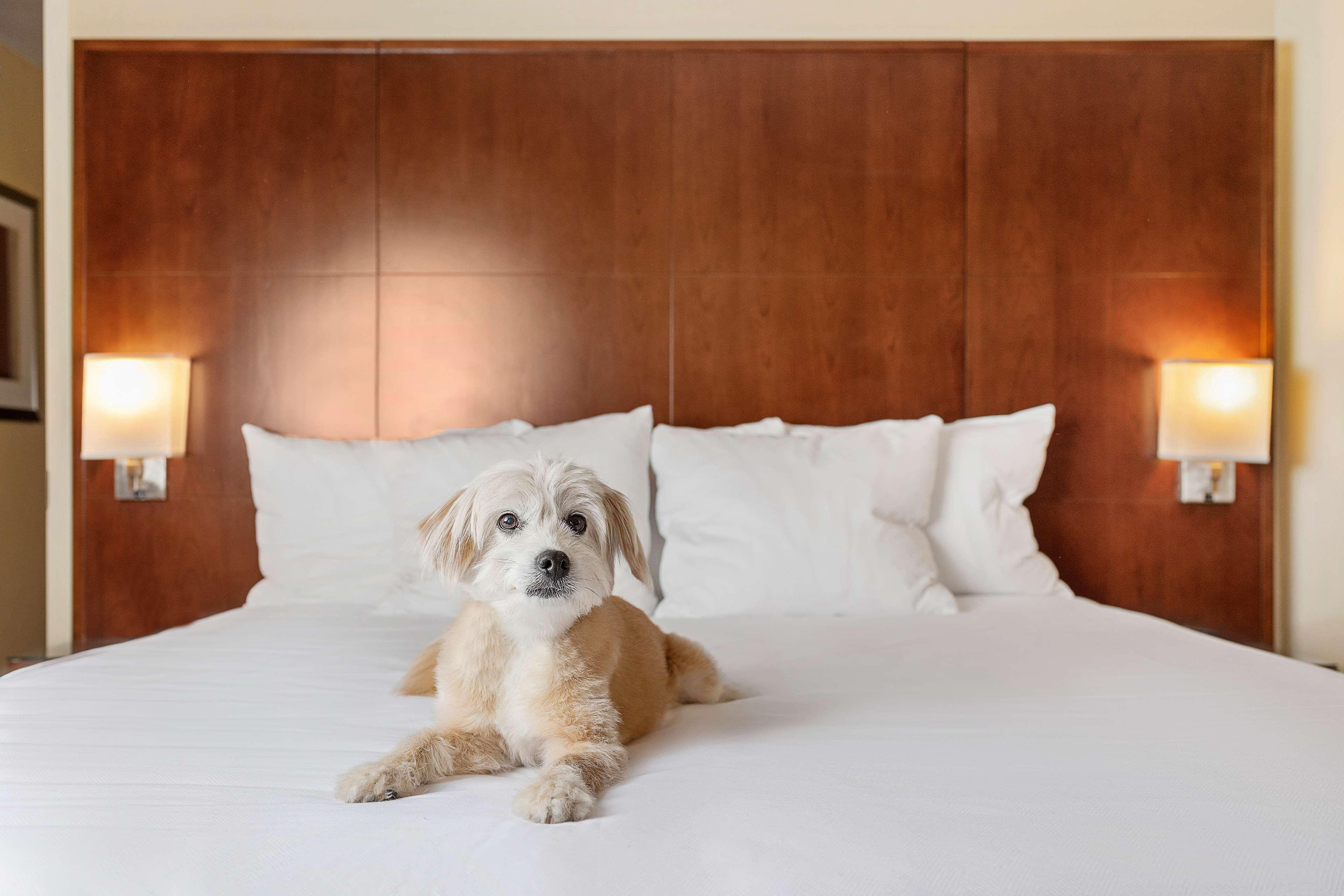 Hyatt Regency Houston Downtown Hotel Eksteriør billede